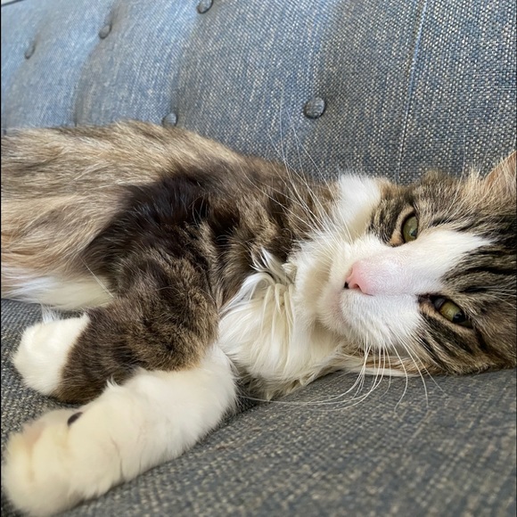 Meet your Posher, Whitney - Picture 1 of 2